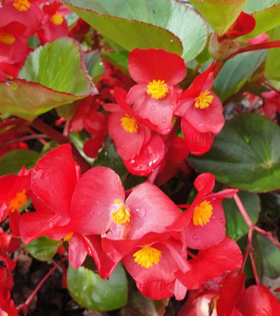 Begonia Whopper® Red With Green Leaf